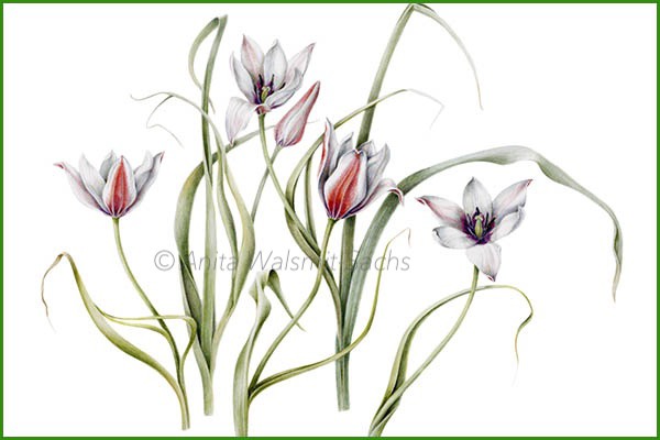 Tulipa clusiana 